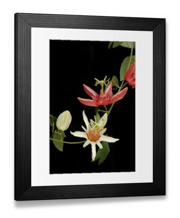 Framed Print : Orange-petaled passionflower (Passiflora aurantia) changing colour from cream to orange Framed Print : Orange-petaled passionflower (Passiflora aurantia) changing colour from cream to orange