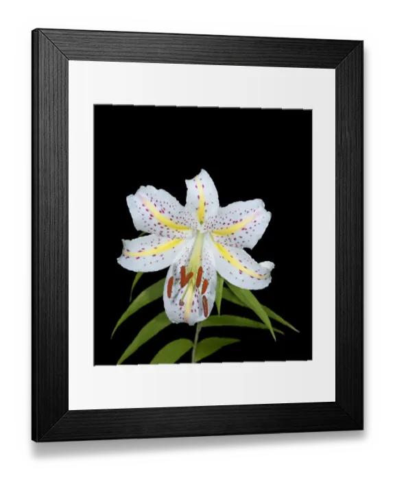 Framed Print : Gold band lily (Lilium auratum) with yellow nectar guides. In cultivation. Native to Japan Framed Print : Gold band lily (Lilium auratum) with yellow nectar guides. In cultivation. Native to Japan