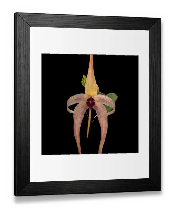 Framed Print : Hedgehog-shaped lip bulbophyllum (Bulbophyllum echinolabium), Cultivated in glasshouse Framed Print : Hedgehog-shaped lip bulbophyllum (Bulbophyllum echinolabium), Cultivated in glasshouse