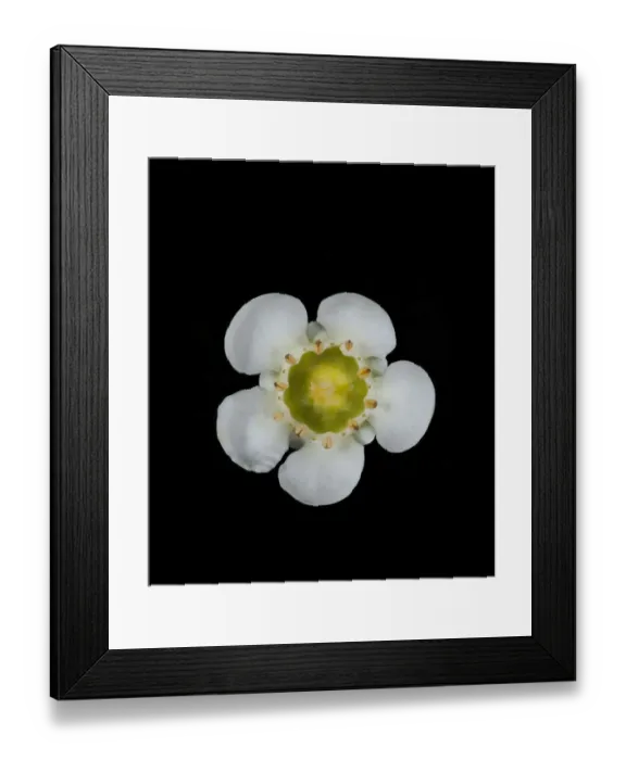 Framed Print : Geraldton wax flower (Chamelaucium uncinatum) in visible light. Western Australia. Controlled conditions, focus stacked. Series 1 / 2