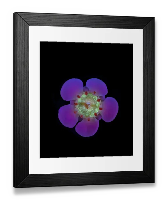 Framed Print : Geraldton wax flower (Chamelaucium uncinatum), nectar fluorescing in UV light. Western Australia. Controlled conditions, focus stacked. Series 1 / 2 Framed Print : Geraldton wax flower (Chamelaucium uncinatum), nectar fluorescing in UV light. Western Australia. Controlled conditions, focus stacked. Series 1 / 2