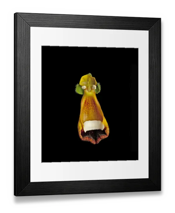 Framed Print : Darwins slipper flower (Calceolaria uniflora) in visible light Framed Print : Darwins slipper flower (Calceolaria uniflora) in visible light