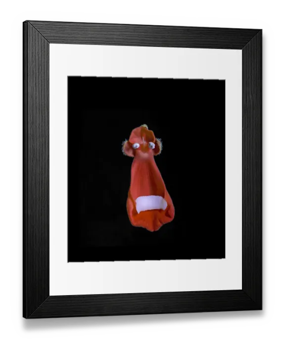 Framed Print : Darwins slipper flower (Calceolaria uniflora) in UV light Framed Print : Darwins slipper flower (Calceolaria uniflora) in UV light