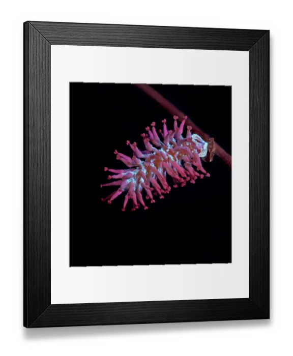 Framed Print : Goat willow (Salix caprea) female catkin in UV light, fine hairs and nectar fluroescing Framed Print : Goat willow (Salix caprea) female catkin in UV light, fine hairs and nectar fluroescing