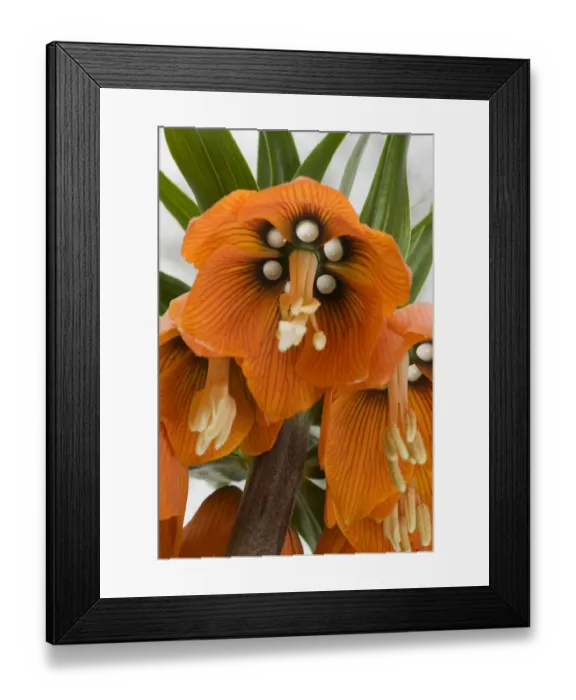 Framed Print : Crown imperial lily (Fritillaria imperialis), six nectaries at base of stamens and stigma Framed Print : Crown imperial lily (Fritillaria imperialis), six nectaries at base of stamens and stigma