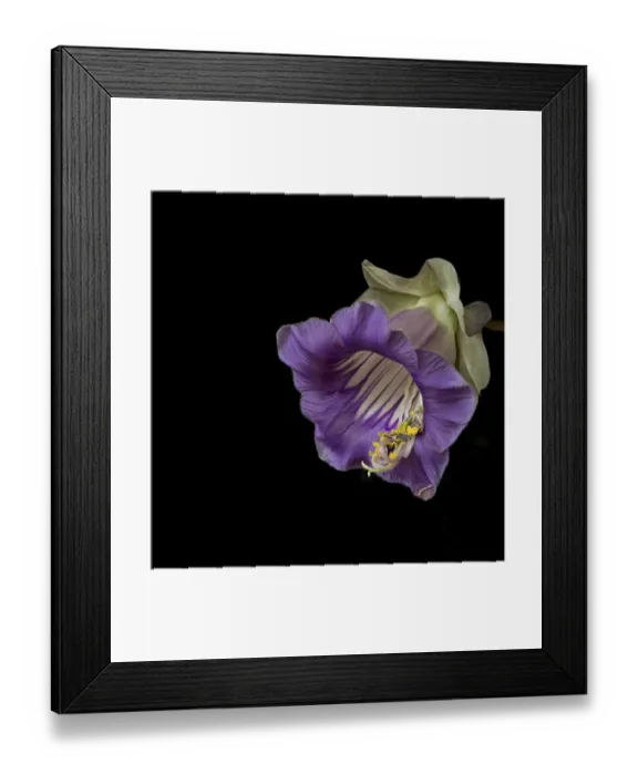 Framed Print : Cup and saucer plant (Cobaea scandens), stamens retracting and a drop of nectar on petal tip Framed Print : Cup and saucer plant (Cobaea scandens), stamens retracting and a drop of nectar on petal tip