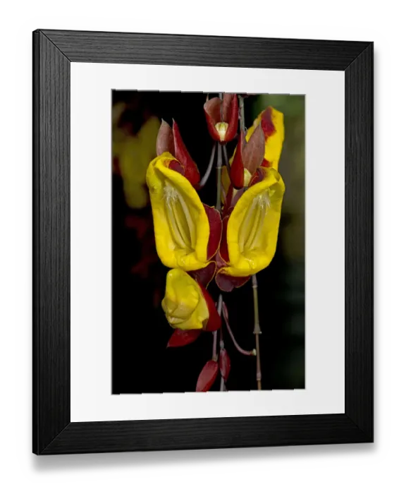 Framed Print : Mysore clock vine (Thunbergia mysorensis) with nectar overflowing in morning. In cultivation Framed Print : Mysore clock vine (Thunbergia mysorensis) with nectar overflowing in morning. In cultivation