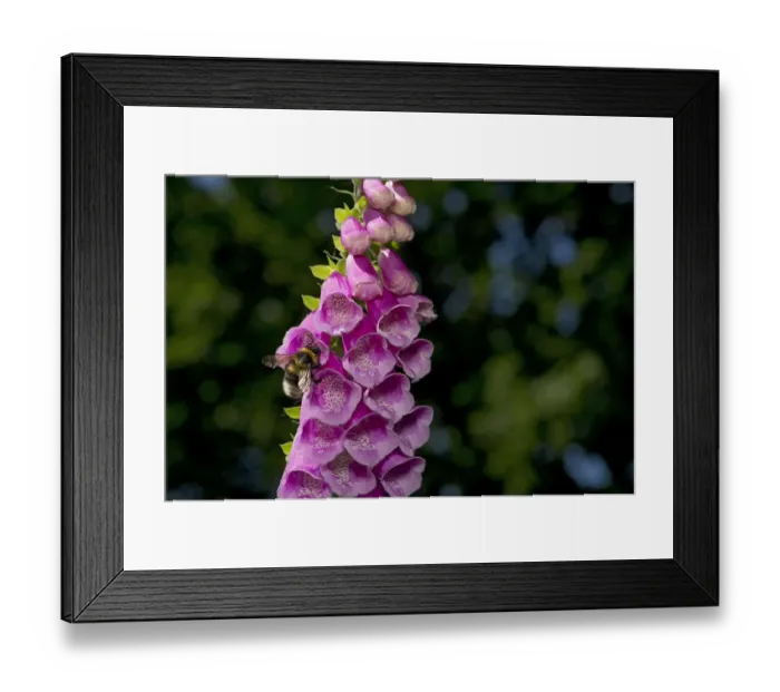 Framed Print : Garden bumblebee (Bombus hortorum) on Foxglove (Digitalis purpurea), spatter marks Framed Print : Garden bumblebee (Bombus hortorum) on Foxglove (Digitalis purpurea), spatter marks