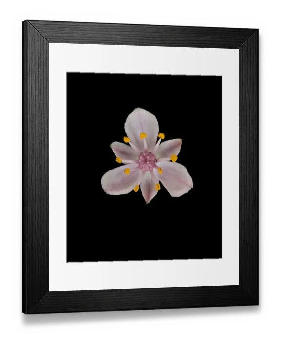 Framed Print : Flowering rush (Butomus umbellatus) with stamens and stigma, nectar globules at base of carpels Framed Print : Flowering rush (Butomus umbellatus) with stamens and stigma, nectar globules at base of carpels