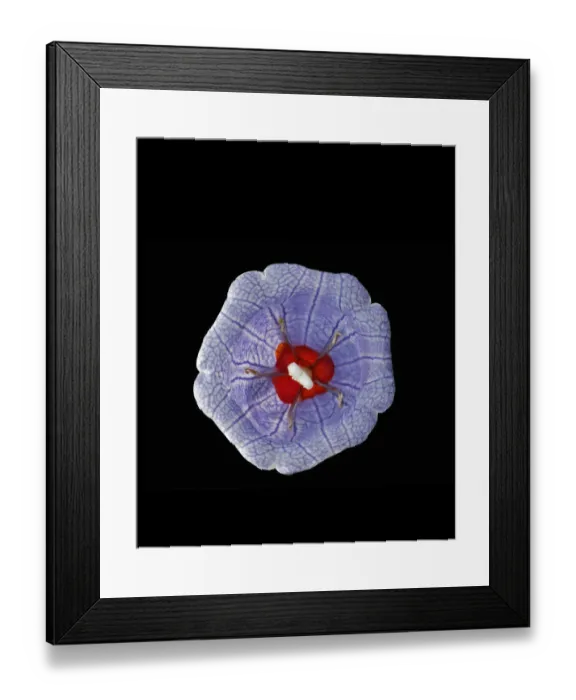 Framed Print : Bloody bellflower (Nesocodon mauritianus), female phase with red nectar surrounding stigma Framed Print : Bloody bellflower (Nesocodon mauritianus), female phase with red nectar surrounding stigma