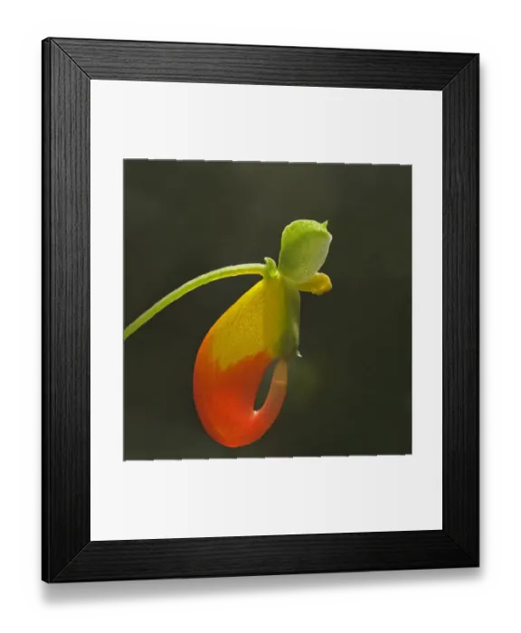Framed Print : Congo cockatoo (Impatiens niamniamensis) flower, backlit with nectar level visible in spur Framed Print : Congo cockatoo (Impatiens niamniamensis) flower, backlit with nectar level visible in spur