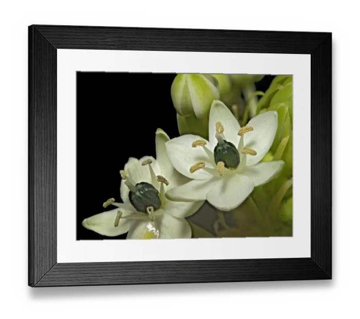 Framed Print : Arabian star flower (Ornithogalum arabicum) in visible light. Nectar visible in lower flower Framed Print : Arabian star flower (Ornithogalum arabicum) in visible light. Nectar visible in lower flower