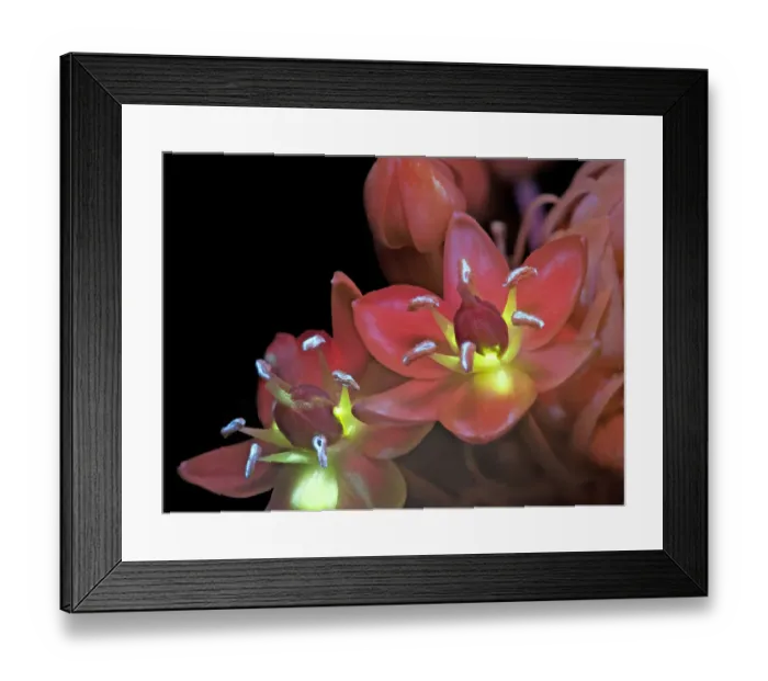 Framed Print : Arabian star flower (Ornithogalum arabicum) in UV light with exposed nectar fluorescing yellow Framed Print : Arabian star flower (Ornithogalum arabicum) in UV light with exposed nectar fluorescing yellow