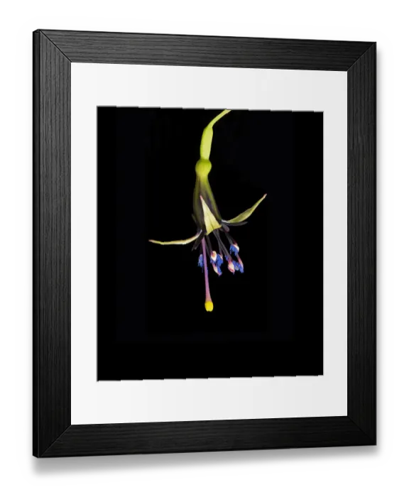 Framed Print : New Zealand tree fuchsia (Fuchsia excorticata) with blue pollen and yellow tipped stigma Framed Print : New Zealand tree fuchsia (Fuchsia excorticata) with blue pollen and yellow tipped stigma