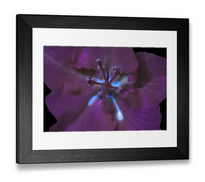 Framed Print : Flannel bush (Fremontodendron California Glory ) exposed and overflowing Framed Print : Flannel bush (Fremontodendron California Glory ) exposed and overflowing