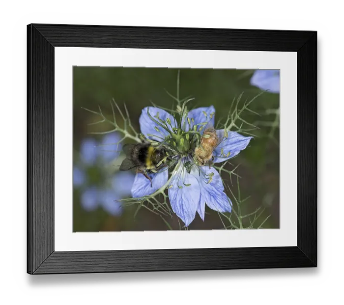 Framed Print : Bumblebee (Bombus sp) and Honey bee (Apis mellifera) nectaring on Love-in-a-mist Framed Print : Bumblebee (Bombus sp) and Honey bee (Apis mellifera) nectaring on Love-in-a-mist