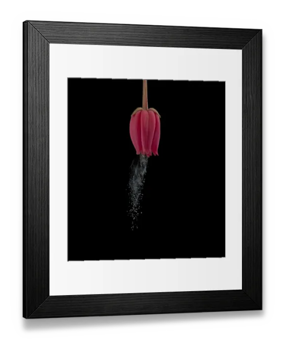 Framed Print : Chilean bellflower (Crinodendron hookerianum) releasing pollen via sonication which Framed Print : Chilean bellflower (Crinodendron hookerianum) releasing pollen via sonication which
