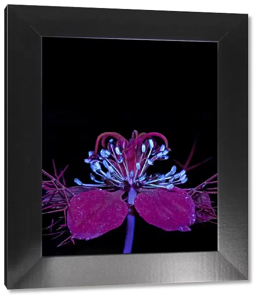 Love-in-a-mist (Nigella damascena) stamens fluroescing in UV light