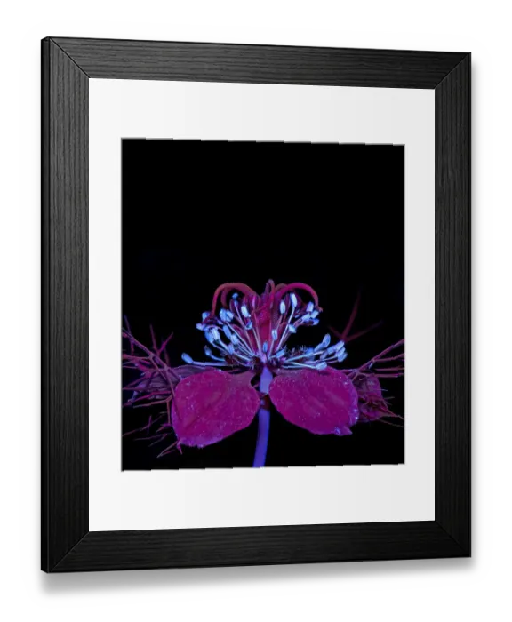 Framed Print : Love-in-a-mist (Nigella damascena) stamens fluroescing in UV light Framed Print : Love-in-a-mist (Nigella damascena) stamens fluroescing in UV light