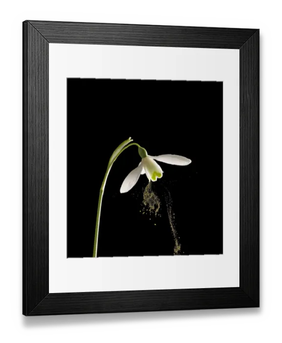 Framed Print : Snowdrop (Galanthus nivalis) dispersing pollen by sonication which replicates buzz pollination