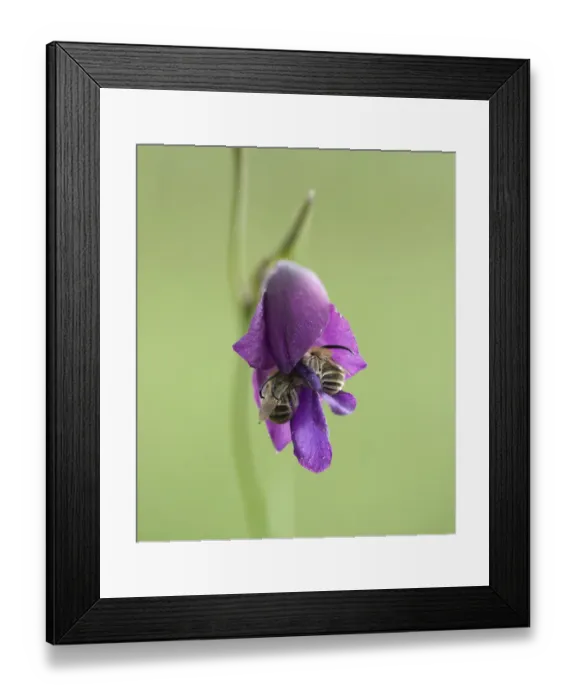 Framed Print : Long-horned bee (Eucera sp. ), two crawling into Wild gladiolus (Gladiolus atroviolaceus) Framed Print : Long-horned bee (Eucera sp. ), two crawling into Wild gladiolus (Gladiolus atroviolaceus)