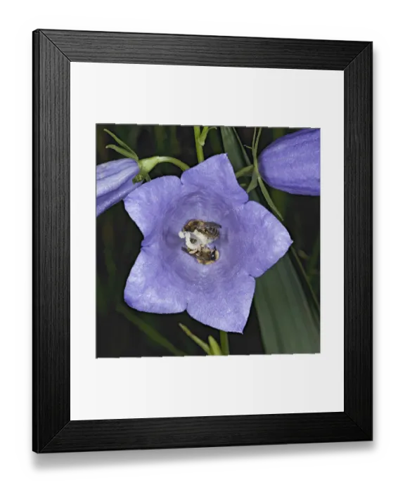 Framed Print : Gold-tailed melitta bee (Melitta haemorrhoidalis), two males sleeping at night in Framed Print : Gold-tailed melitta bee (Melitta haemorrhoidalis), two males sleeping at night in
