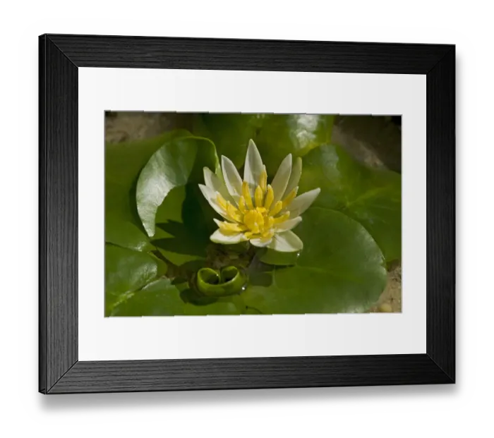 Framed Print : Pygmy Rwandan water lily (Nymphaea thermarum) in cultivation at Kew Gardens, London, England, UK Framed Print : Pygmy Rwandan water lily (Nymphaea thermarum) in cultivation at Kew Gardens, London, England, UK
