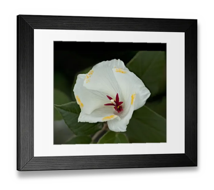 Framed Print : St Helena ebony / Dwarf ebony (Trochetiopsis ebenus) with secondary pollen presentation Framed Print : St Helena ebony / Dwarf ebony (Trochetiopsis ebenus) with secondary pollen presentation