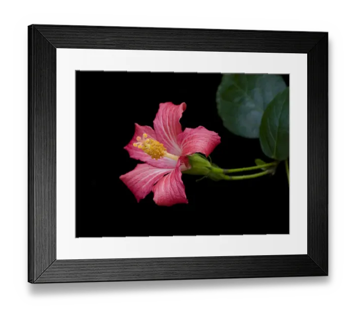 Framed Print : Mandrinette (Hibiscus fragilis), cultivated in breeding program at Kew Gardens, London, UK Framed Print : Mandrinette (Hibiscus fragilis), cultivated in breeding program at Kew Gardens, London, UK