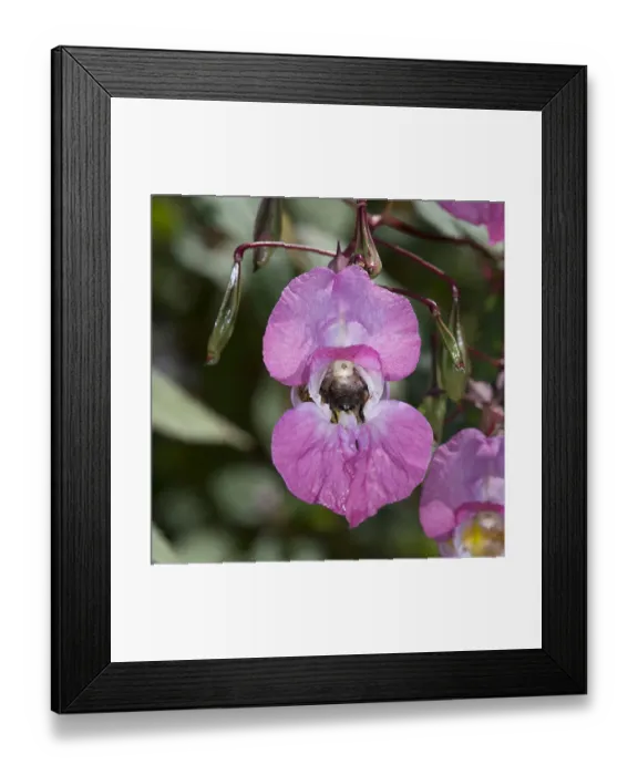 Framed Print : Bumblebee (Bombus sp) nectaring on Himalayan balsam (Impatiens glandulifera). Surrey, England, UK Framed Print : Bumblebee (Bombus sp) nectaring on Himalayan balsam (Impatiens glandulifera). Surrey, England, UK