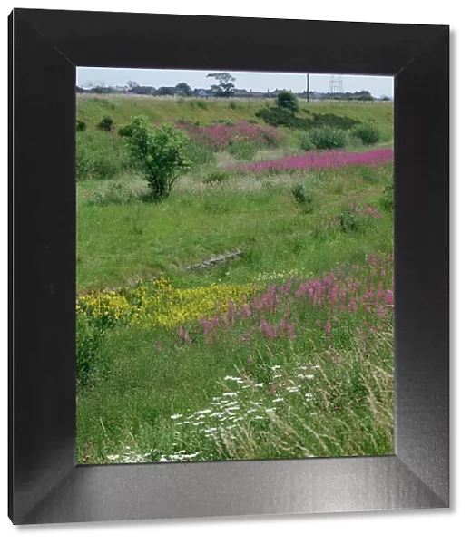 Wildflower drifts on disused railway line, flowers include Rosebay willowherb (Epilobium