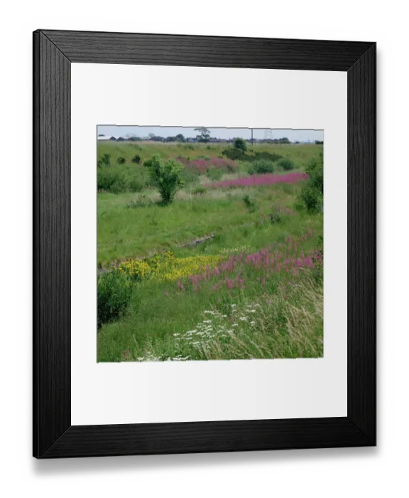 Framed Print : Wildflower drifts on disused railway line, flowers include Rosebay willowherb (Epilobium Framed Print : Wildflower drifts on disused railway line, flowers include Rosebay willowherb (Epilobium