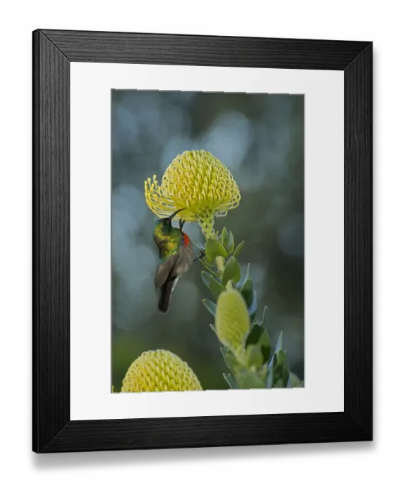 Framed Print : Southern double-collared sunbird (Cinnyris chalybeus), male nectaring on Pincushion protea Framed Print : Southern double-collared sunbird (Cinnyris chalybeus), male nectaring on Pincushion protea