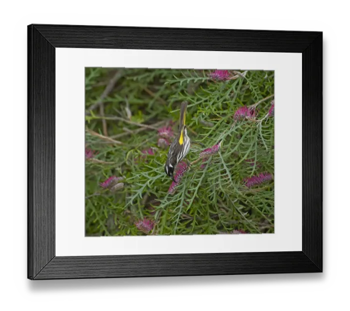 Framed Print : New Holland honeyeater (Phylidonyris novaehollandiae) nectaring on Grevillea (Grevillea Framed Print : New Holland honeyeater (Phylidonyris novaehollandiae) nectaring on Grevillea (Grevillea