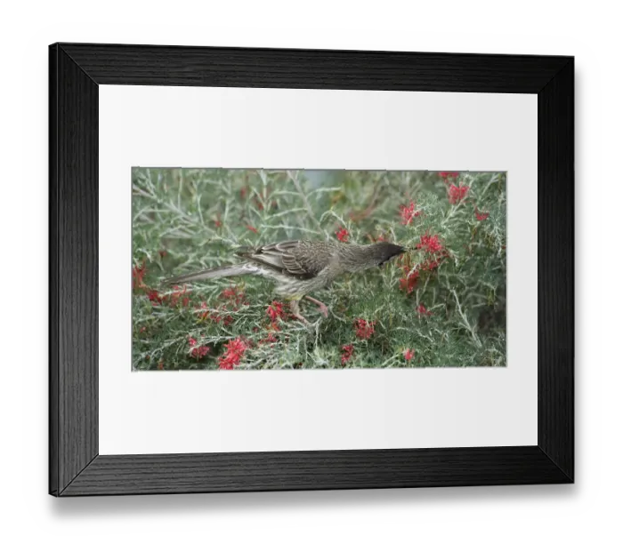 Framed Print : Red wattlebird (Anthochaera carunculata) nectaring on Grevillea (Grevillea preissii) Framed Print : Red wattlebird (Anthochaera carunculata) nectaring on Grevillea (Grevillea preissii)