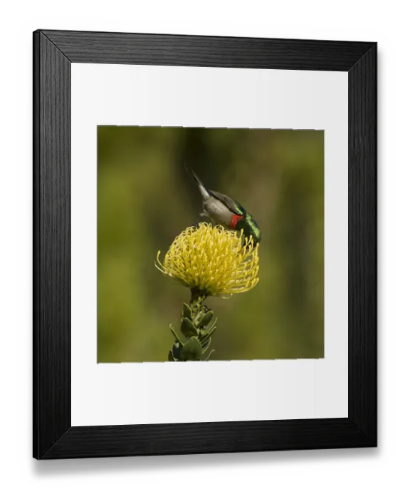 Framed Print : Southern double-collared sunbird (Cinnyris chalybeus), male nectaring on Pincushion protea Framed Print : Southern double-collared sunbird (Cinnyris chalybeus), male nectaring on Pincushion protea