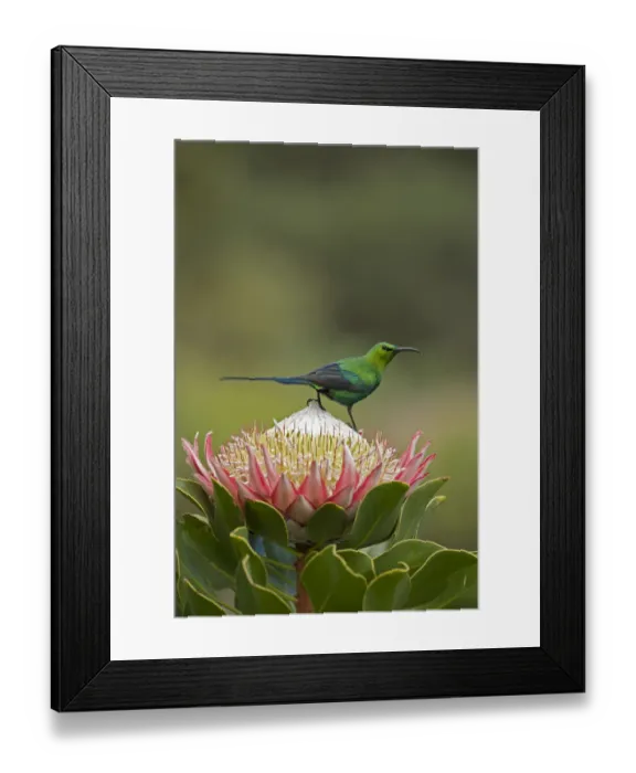 Framed Print : Malachite sunbird (Nectarinia famosa) male perching on King protea (Protea cynaroides) Framed Print : Malachite sunbird (Nectarinia famosa) male perching on King protea (Protea cynaroides)