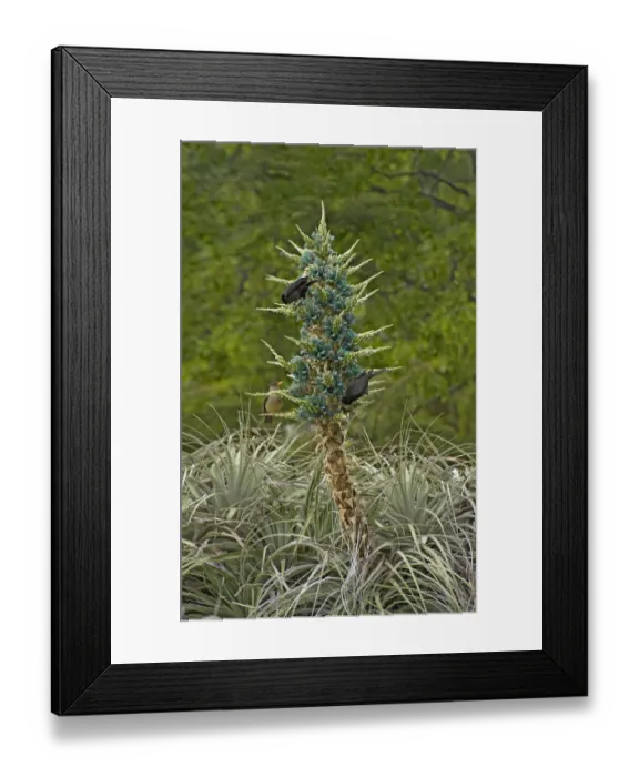 Framed Print : Austral blackbirds (Curaeus curaeus) and Austral thrush (Turdus falcklandii) nectaring Framed Print : Austral blackbirds (Curaeus curaeus) and Austral thrush (Turdus falcklandii) nectaring