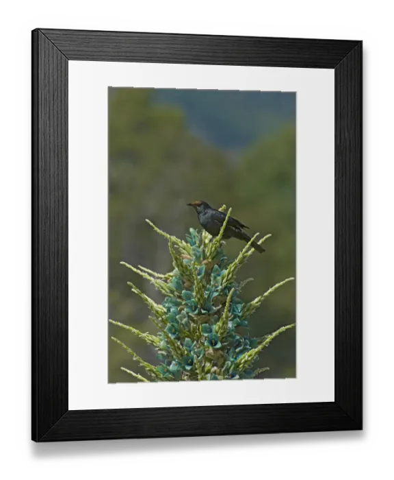 Framed Print : Austral blackbird (Curaeus curaeus) with pollen on head after nectaring on Blue puya Framed Print : Austral blackbird (Curaeus curaeus) with pollen on head after nectaring on Blue puya