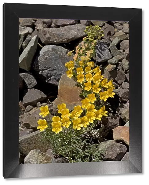 Wreath nasturtium (Tropaeolum polyphyllum) flowering amongst rocks. Paso Vergara, Chile