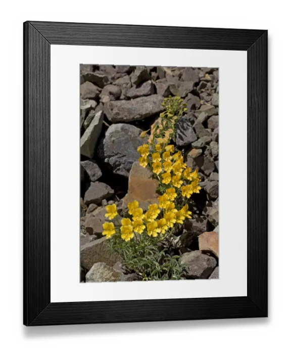 Framed Print : Wreath nasturtium (Tropaeolum polyphyllum) flowering amongst rocks. Paso Vergara, Chile Framed Print : Wreath nasturtium (Tropaeolum polyphyllum) flowering amongst rocks. Paso Vergara, Chile