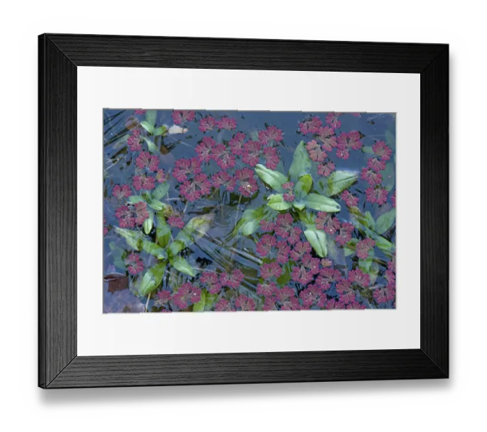 Framed Print : Fairy fern (Azolla filiculoides) and Water forget me not (Myosotis scorpioides) in Framed Print : Fairy fern (Azolla filiculoides) and Water forget me not (Myosotis scorpioides) in