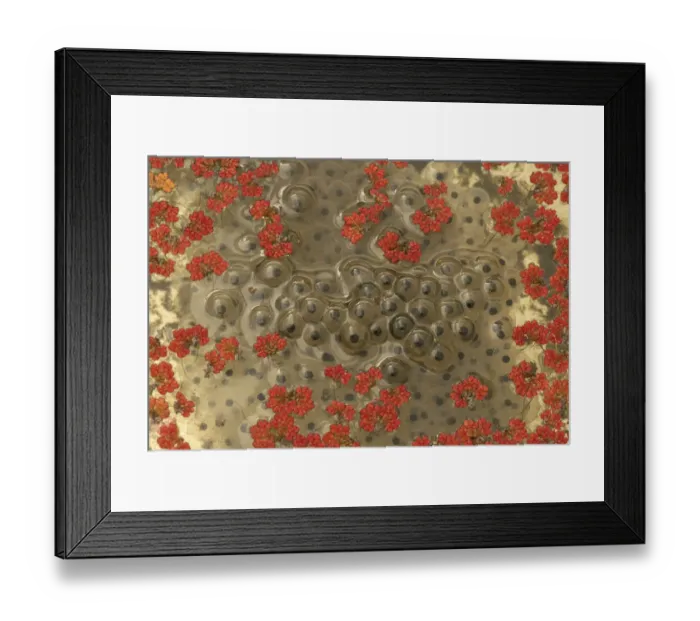 Framed Print : Frog (Rana temporaria) spawn amongst invasive Fairy fern (Azolla filiculoides) from garden pond Framed Print : Frog (Rana temporaria) spawn amongst invasive Fairy fern (Azolla filiculoides) from garden pond
