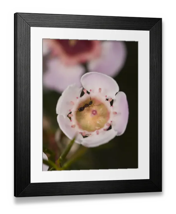 Framed Print : Ant (Formicidae) nectaring on Geraldton waxflower (Chamelaucium uncinatum). Western Australia Botanic Garden, Kings Park, Perth, Australia. November Framed Print : Ant (Formicidae) nectaring on Geraldton waxflower (Chamelaucium uncinatum). Western Australia Botanic Garden, Kings Park, Perth, Australia. November