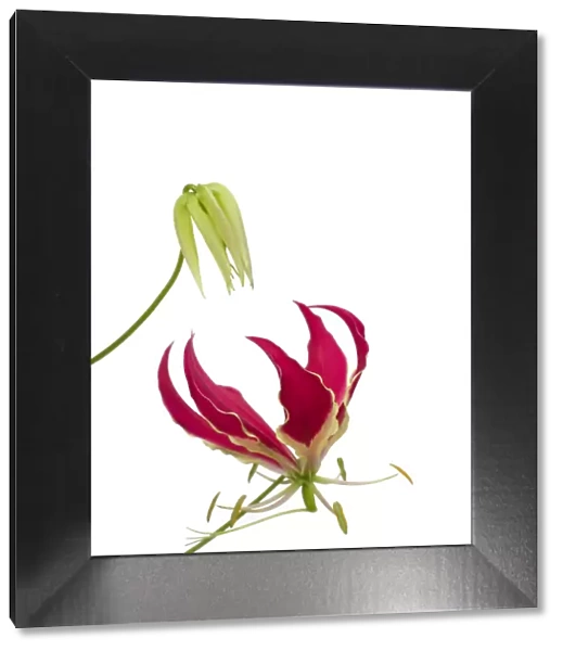 Glory lily (Gloriosa superba) bud and flower with reflexed petals and trifid stigma