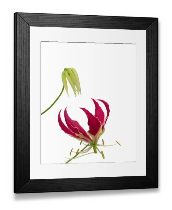 Framed Print : Glory lily (Gloriosa superba) bud and flower with reflexed petals and trifid stigma Framed Print : Glory lily (Gloriosa superba) bud and flower with reflexed petals and trifid stigma