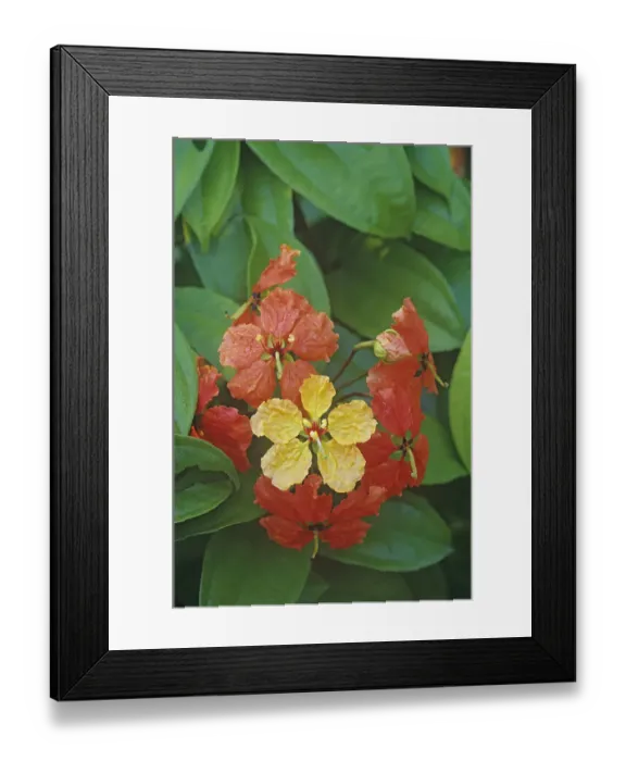 Framed Print : Red trailing bauhinia (Bauhinia kockiana), flowers change from yellow to red with age Framed Print : Red trailing bauhinia (Bauhinia kockiana), flowers change from yellow to red with age