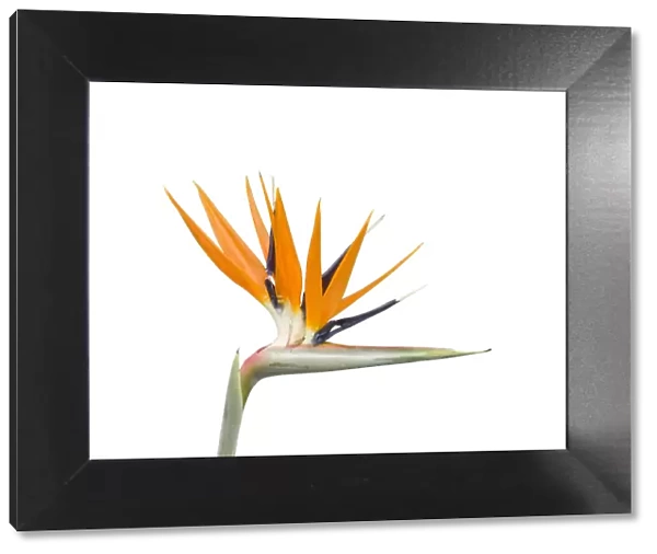 Bird of paradise  /  Crane flower (Strelitzia reginae). Cultivated in garden. Native to South Africa
