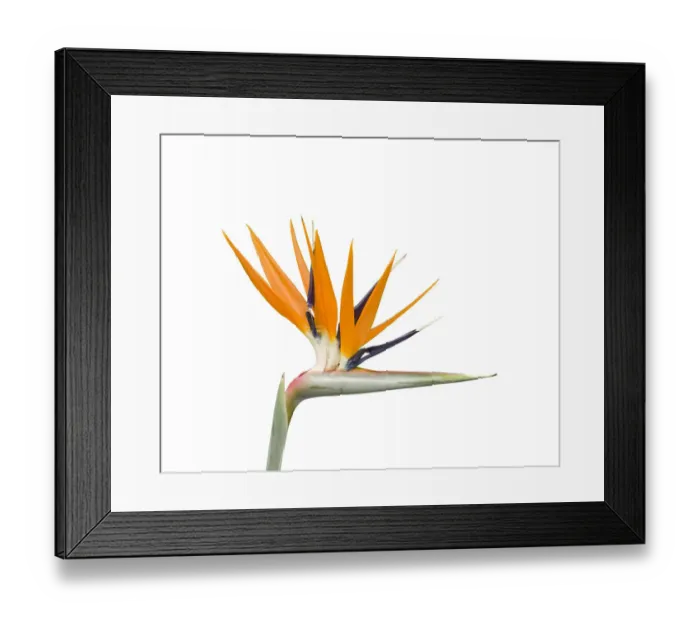 Framed Print : Bird of paradise / Crane flower (Strelitzia reginae). Cultivated in garden. Native to South Africa Framed Print : Bird of paradise / Crane flower (Strelitzia reginae). Cultivated in garden. Native to South Africa