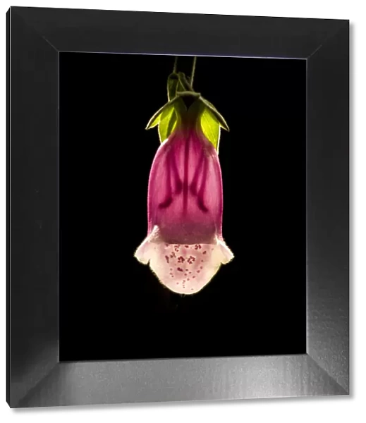 Foxglove (Digitalis purpurea) flower, backlit with stamens and style visible through corolla